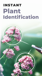 Download PlantSnap - Identify Plants, Flowers, Trees & More wallpapers 6